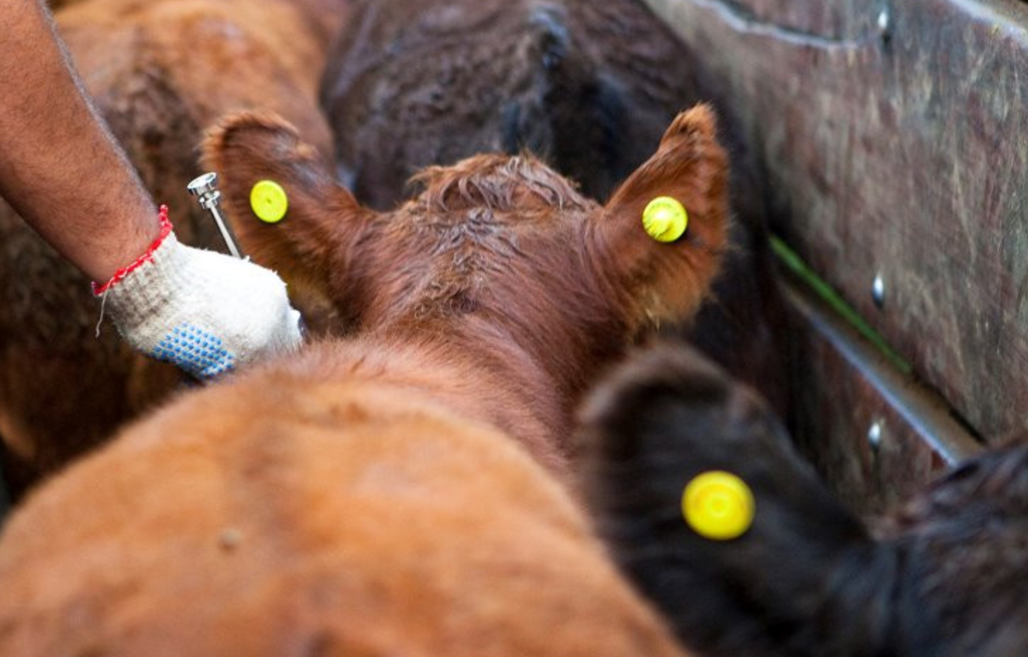 Se extiende por 30 días la campaña de vacunación contra la fiebre aftosa