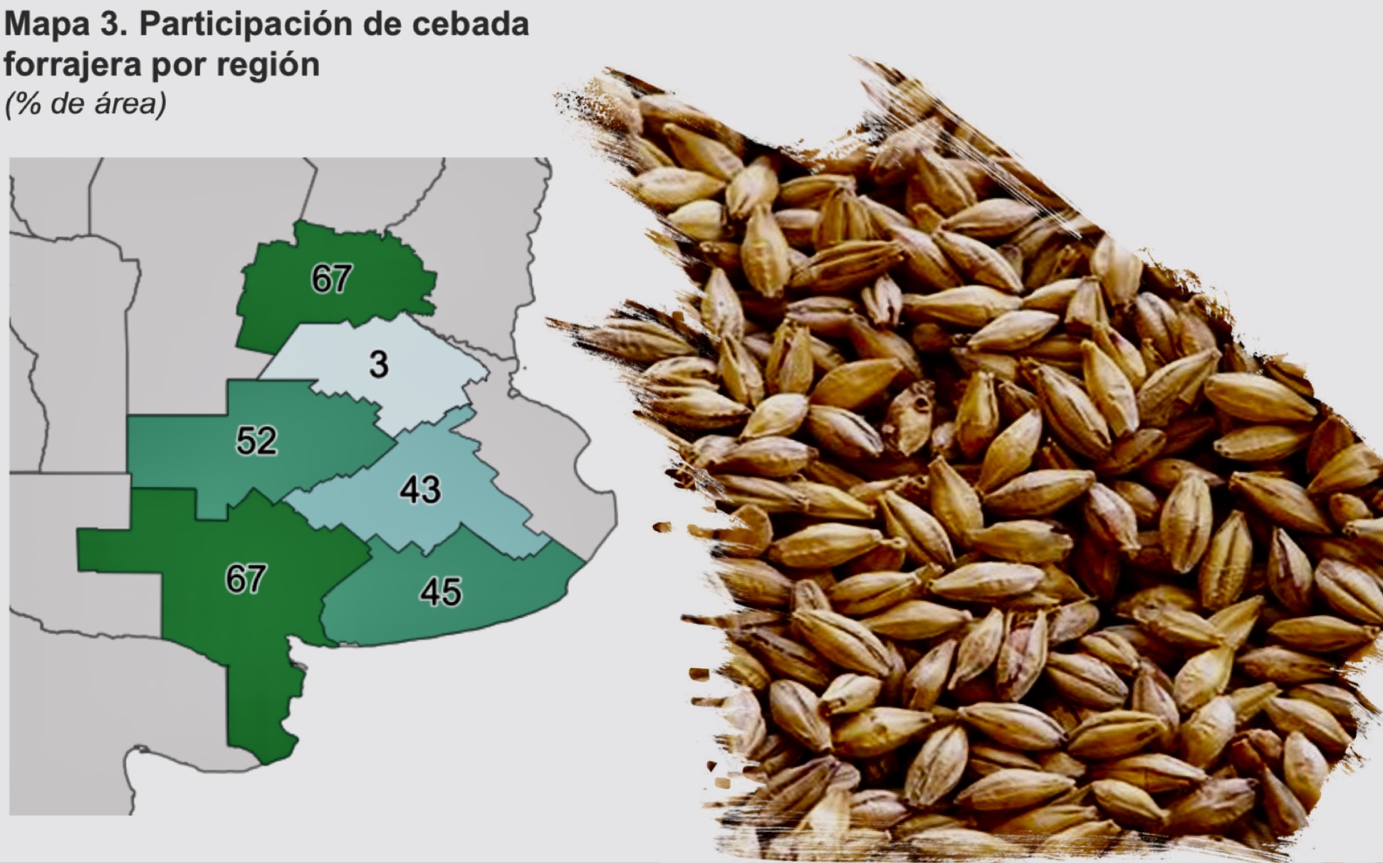 La cebada con “merma tecnológica” en La Pampa