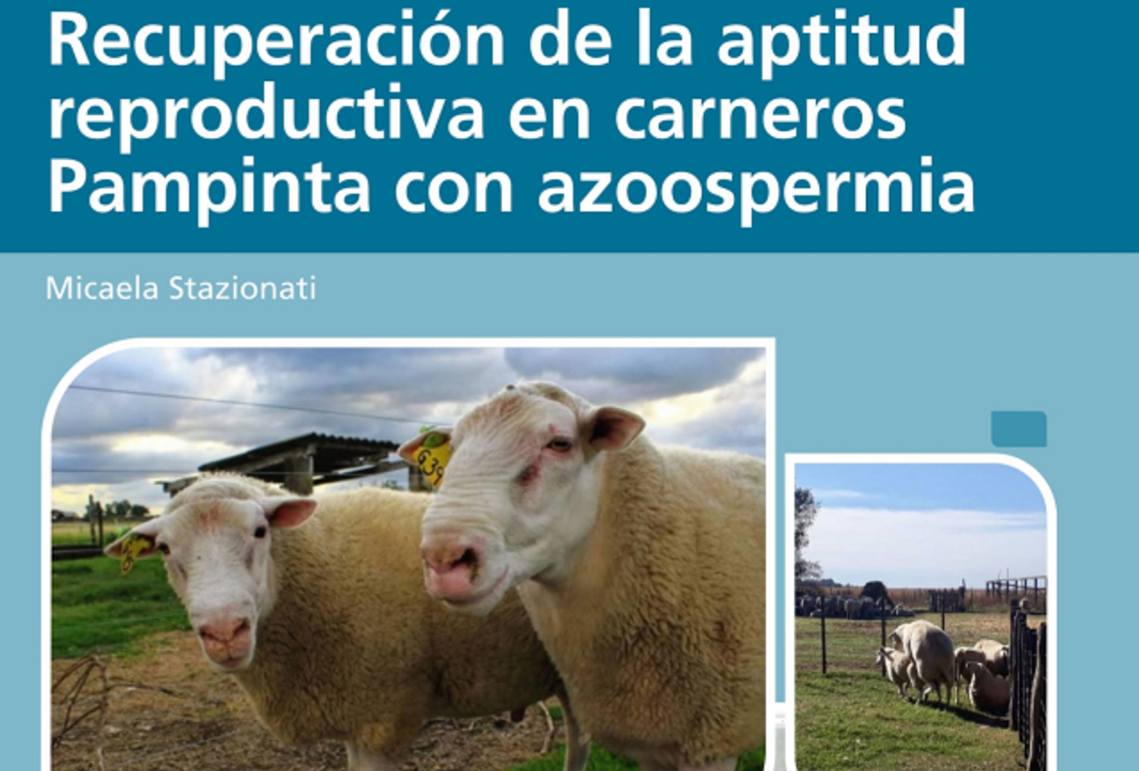 Recuperación de la aptitud reproductiva en carneros Pampinta con azoospermia