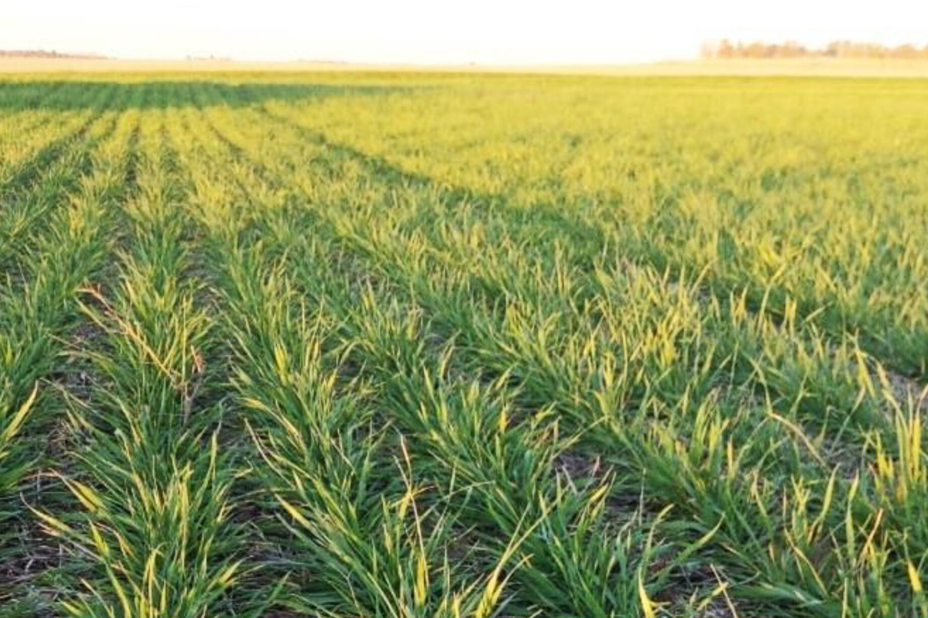 ORA: Condiciones climáticas alentadoras para la siembra del trigo