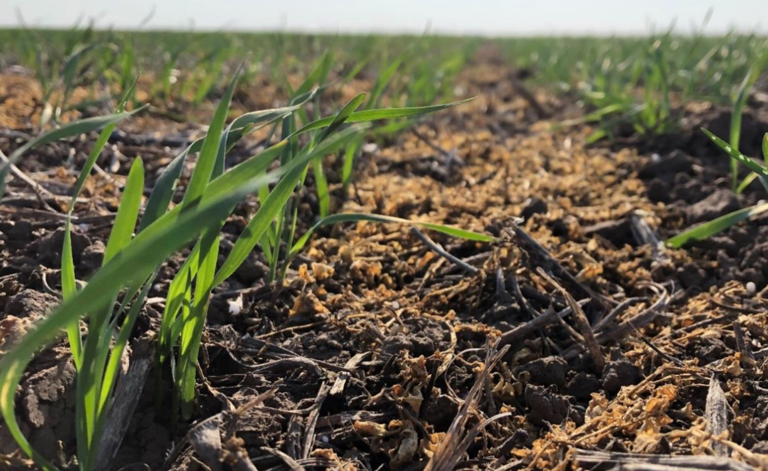 Las proyecciones del trigo se retraen por falta de lluvias?