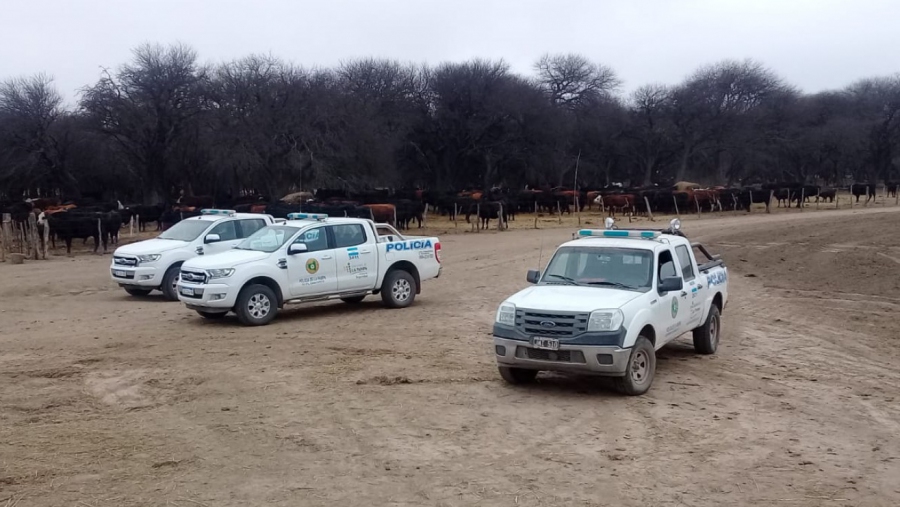 Se recuperaron 337 vacunos hurtados en la zona de Rucanelo