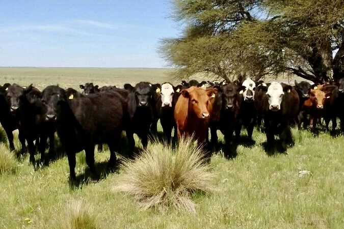 Megatérmicas e intersiembras para el pastoreo invernal