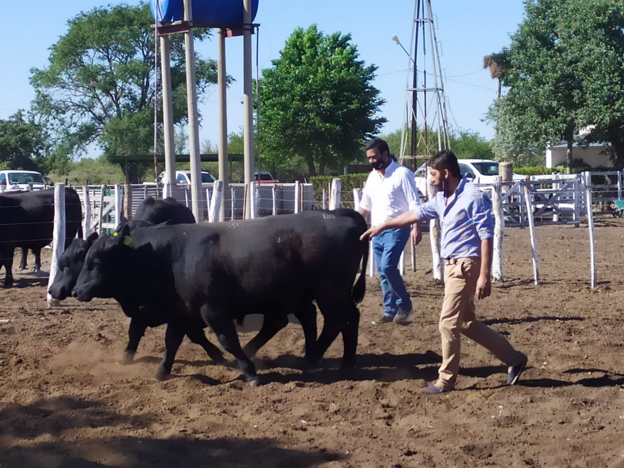 Entregaron lote de toros mejorados genéticamente a productores oesteños