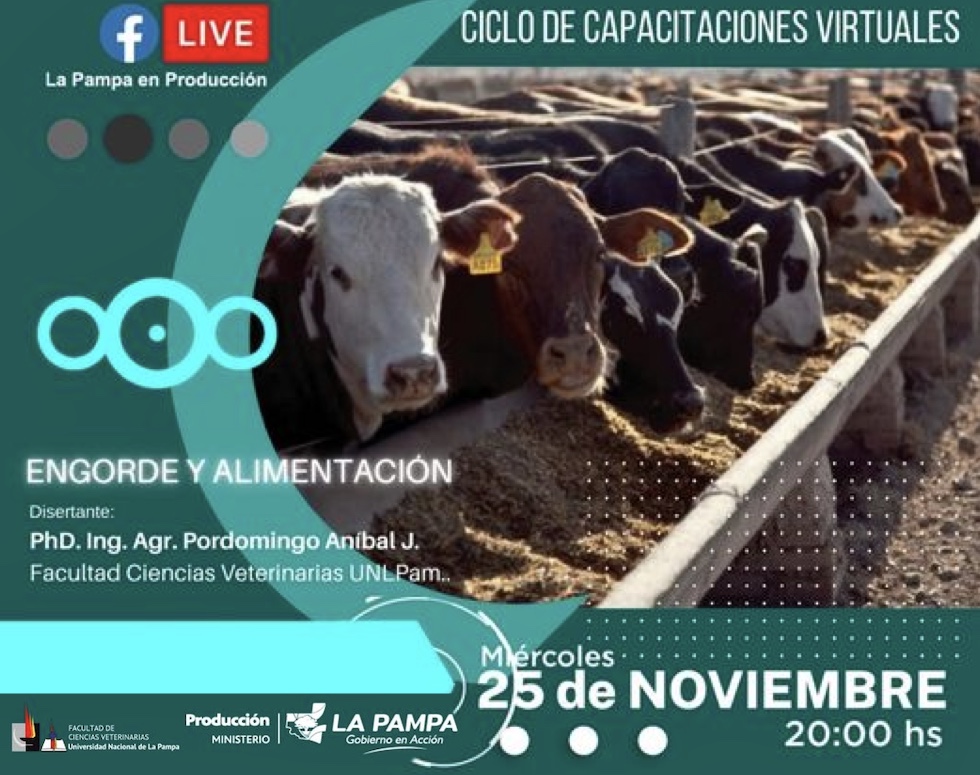 Hoy: Engorde y alimentación bovina