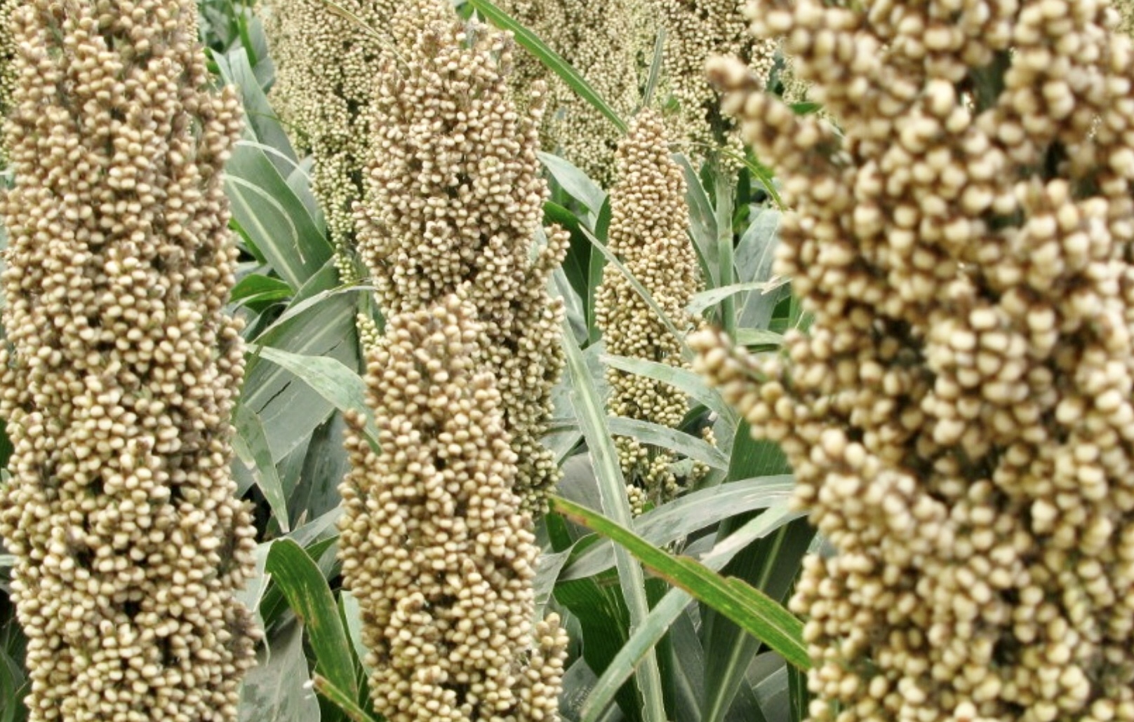 Argentina podría escalar en el mercado del sorgo