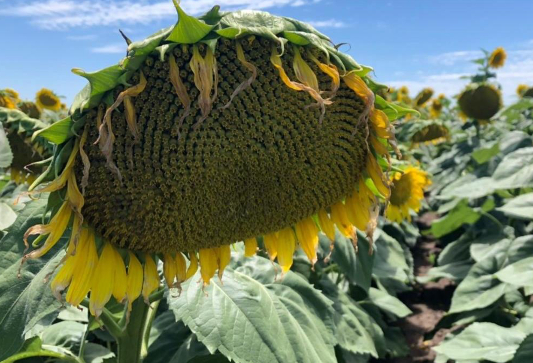 El girasol atrasado y con menos rinde