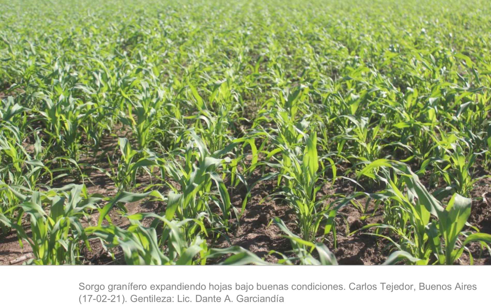 El sorgo con problemas de pulgones