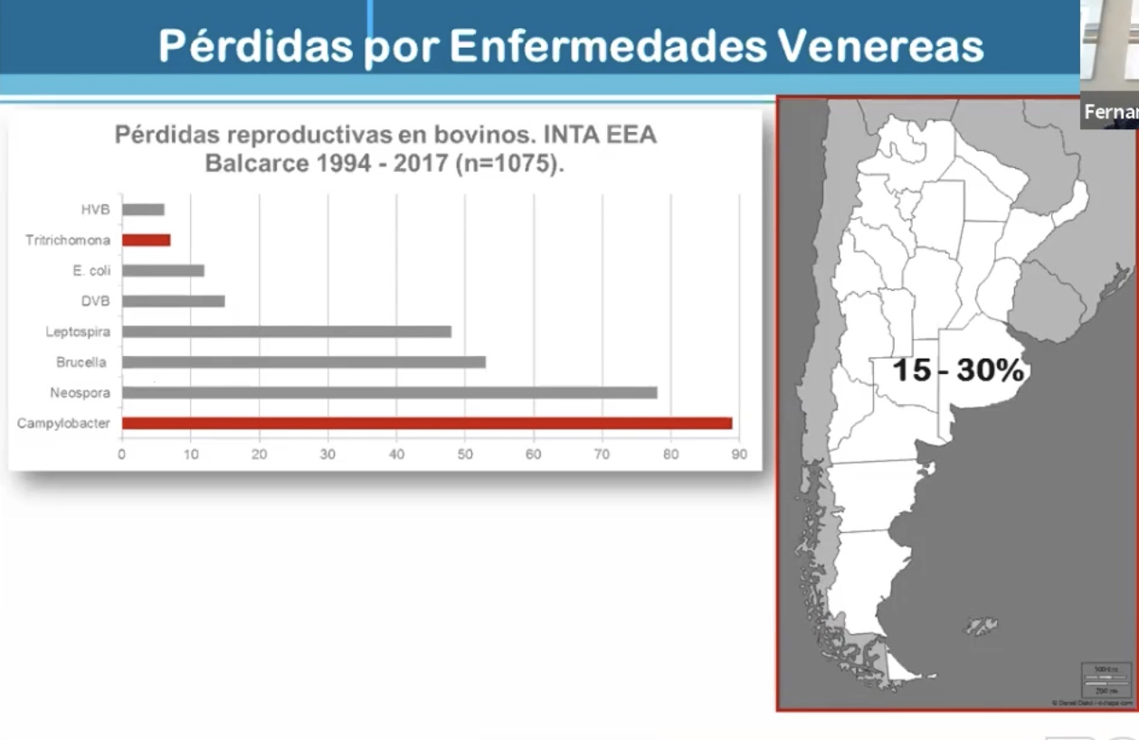 Las pérdidas en bovinos por venéreas van del 15 al 30%