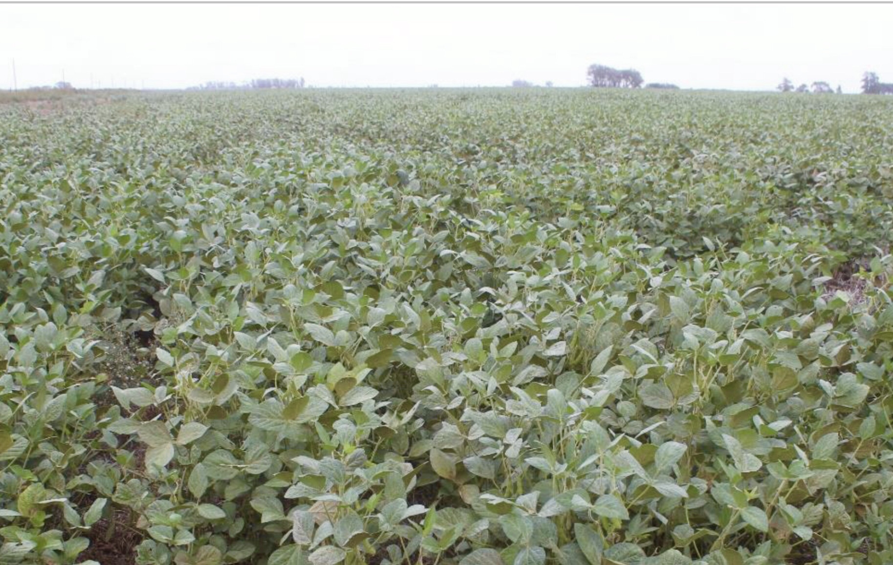 Soja de segunda favorecida con las lluvias