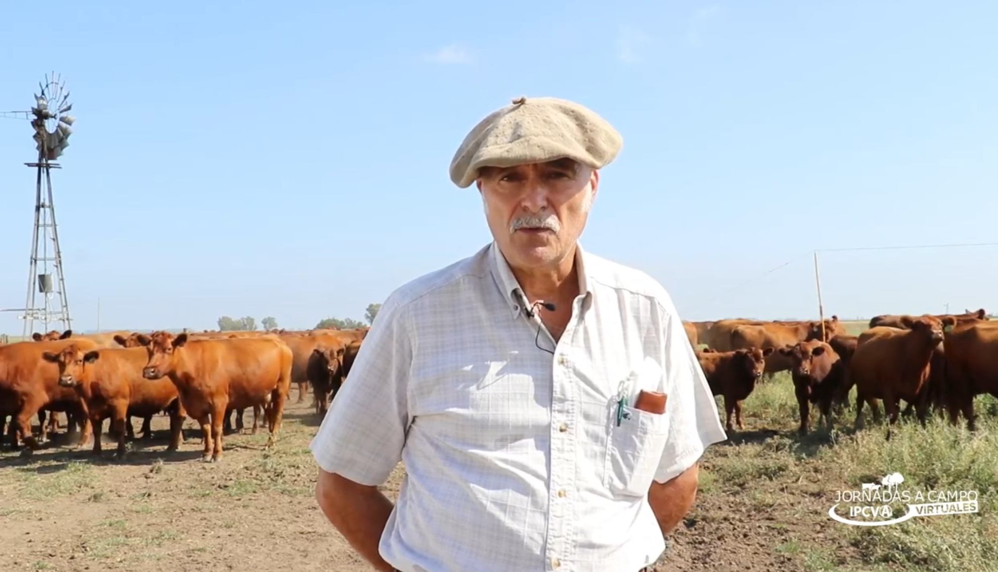 “La vaca como mejoradora de campo”