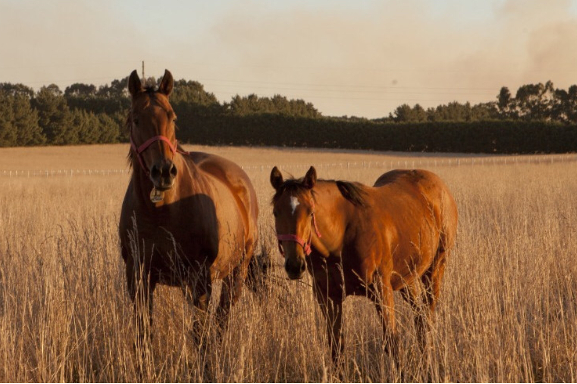 Siguen confirmando nuevos casos del virus equino