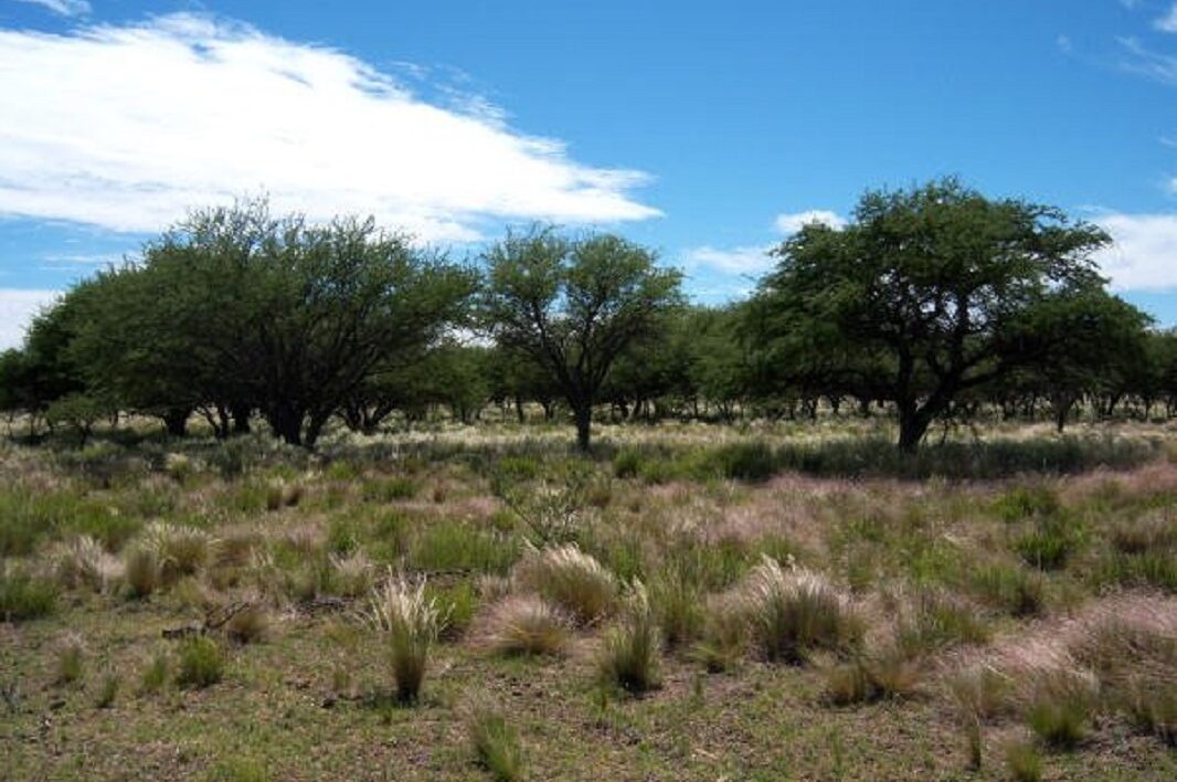 Intervenciones en áreas de bosque nativo requieren autorización previa