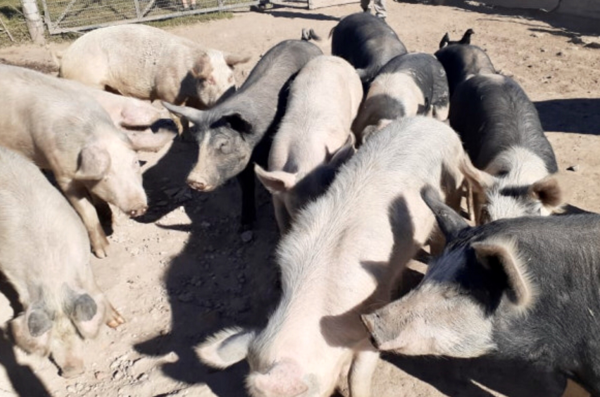 Córdoba: Más de 100 cerdos a faena por sospecha de triquinosis