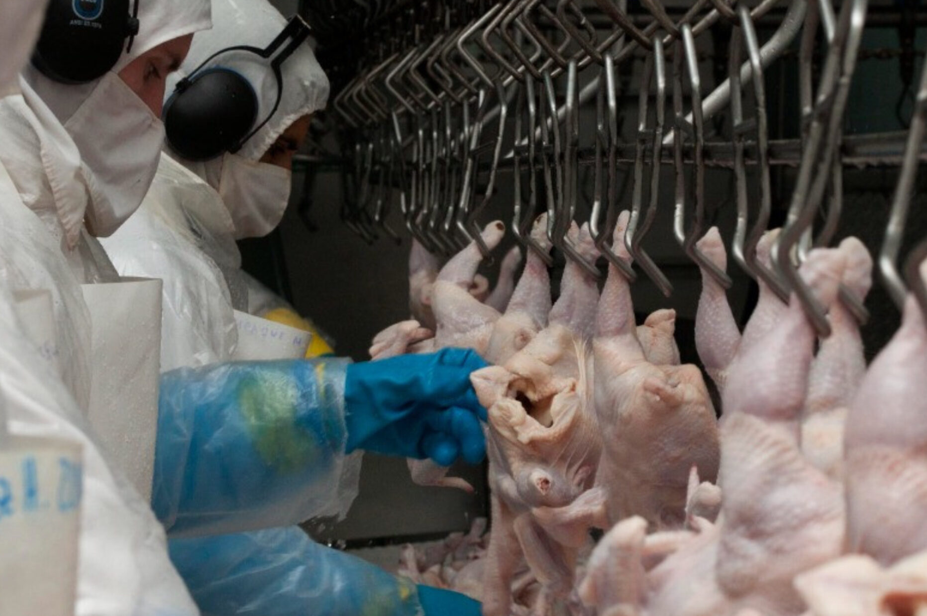 En agosto la carne aviar aumentó más que la vacuna