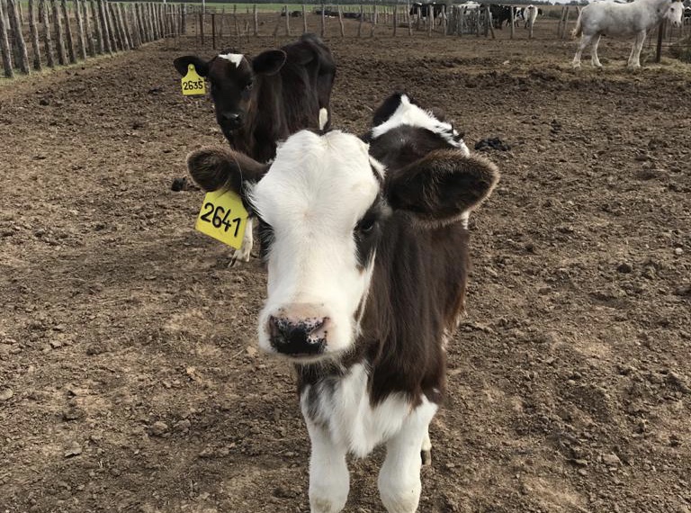 Los conocimientos de la endocrinología bovina se actualizan