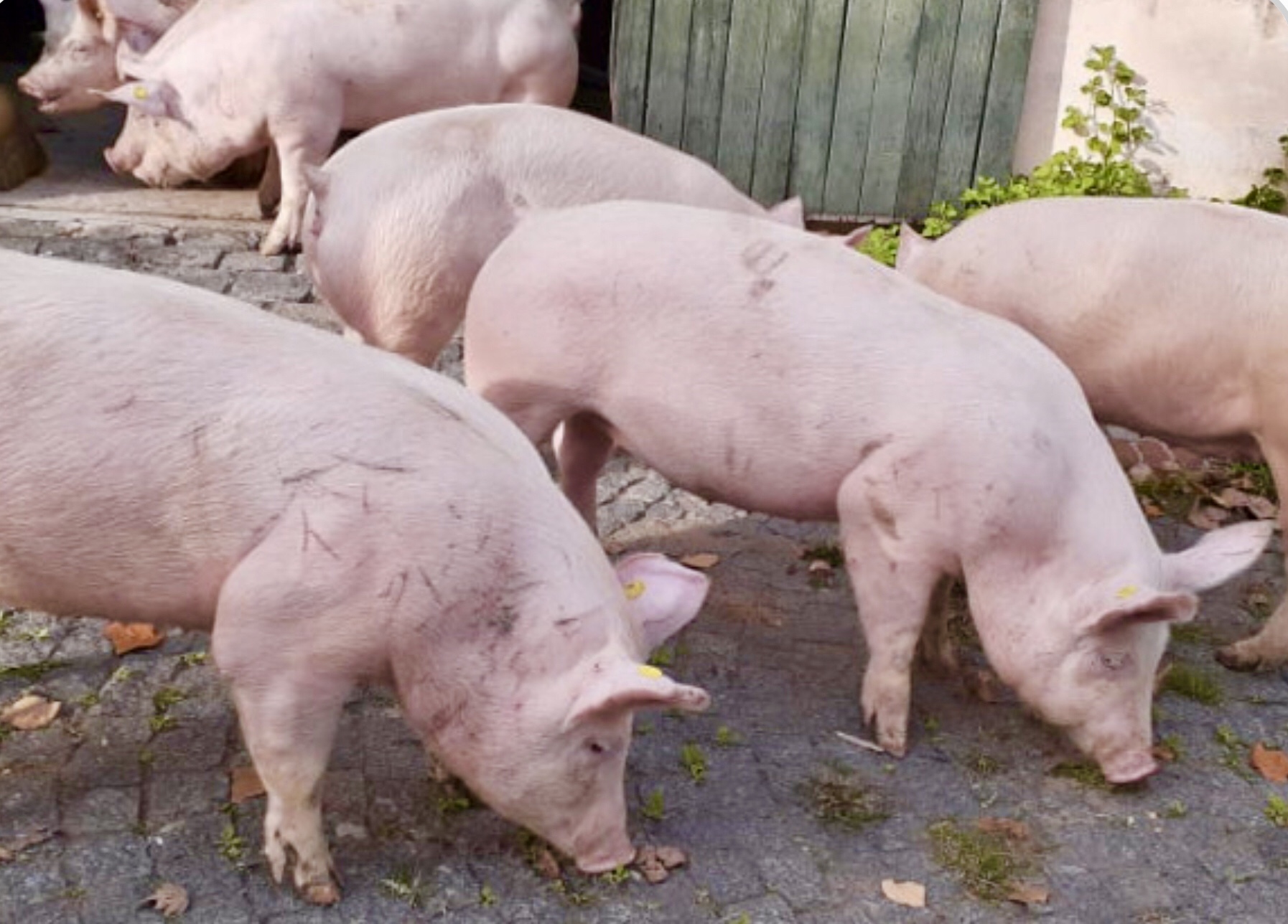 Identificar enfermedades y reducir las pérdidas en porcinos
