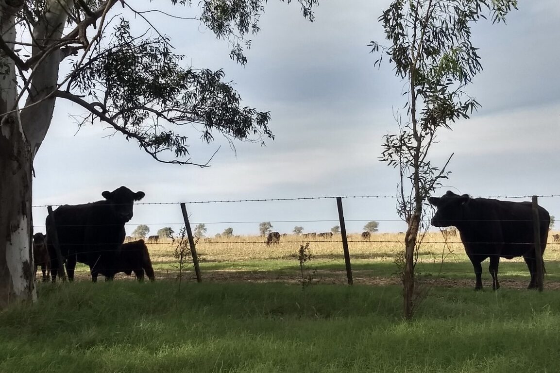 Agosto fue un mes incierto y con cambios de «velocidad» en la actividad inmobiliaria rural