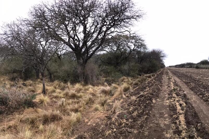 El norte de la Patagonia con un trimestre de tendencia normal a seca