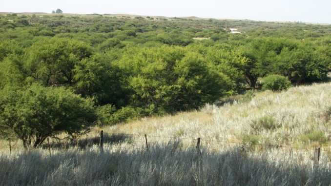 Victorica: Manejo de Bosques con Ganadería