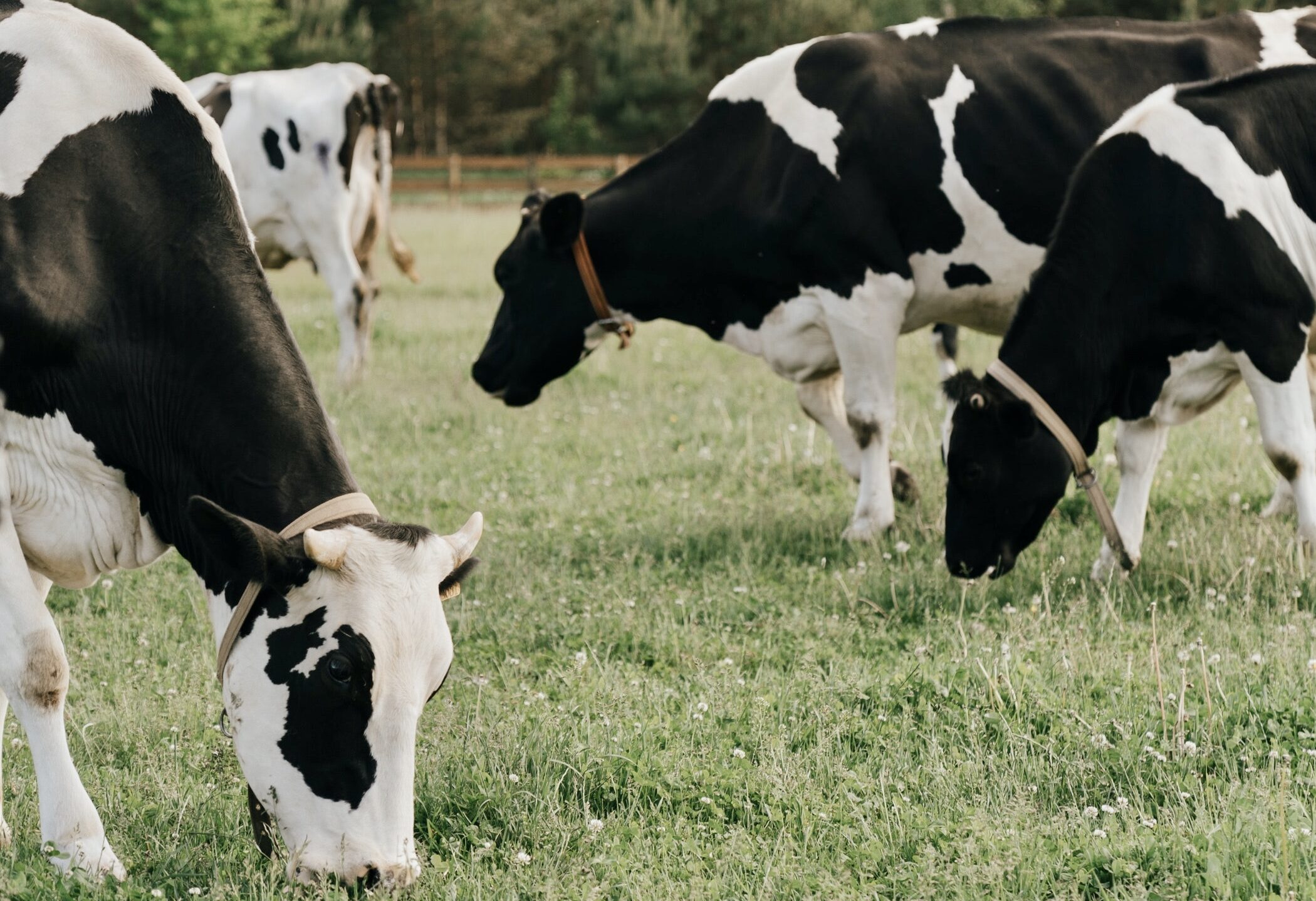 La producción de leche tendría un incremento este año