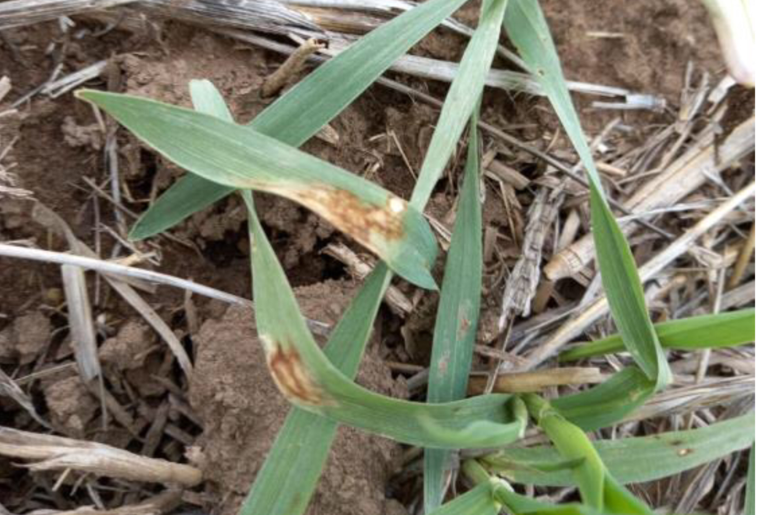 La cebada con detección de mancha en red