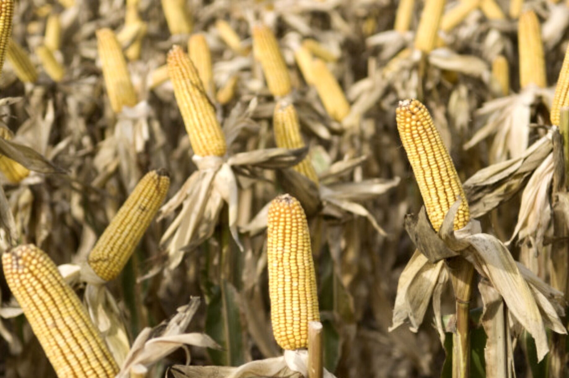 Agricultura estima una cosecha histórica que superará los 62 millones de toneladas de maíz y sorgo