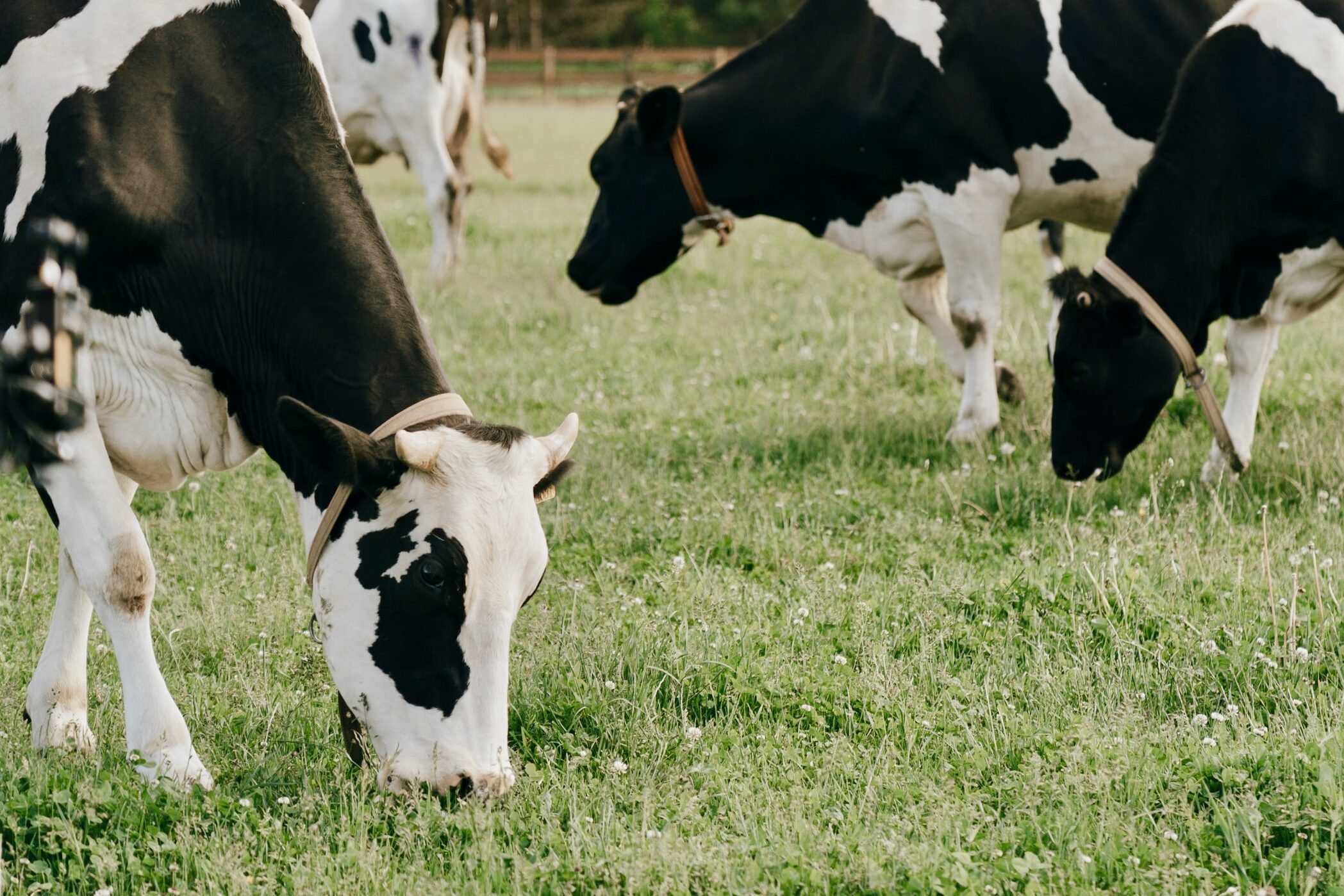 Dietas frías: una estrategia para disminuir el estrés por calor en vacas