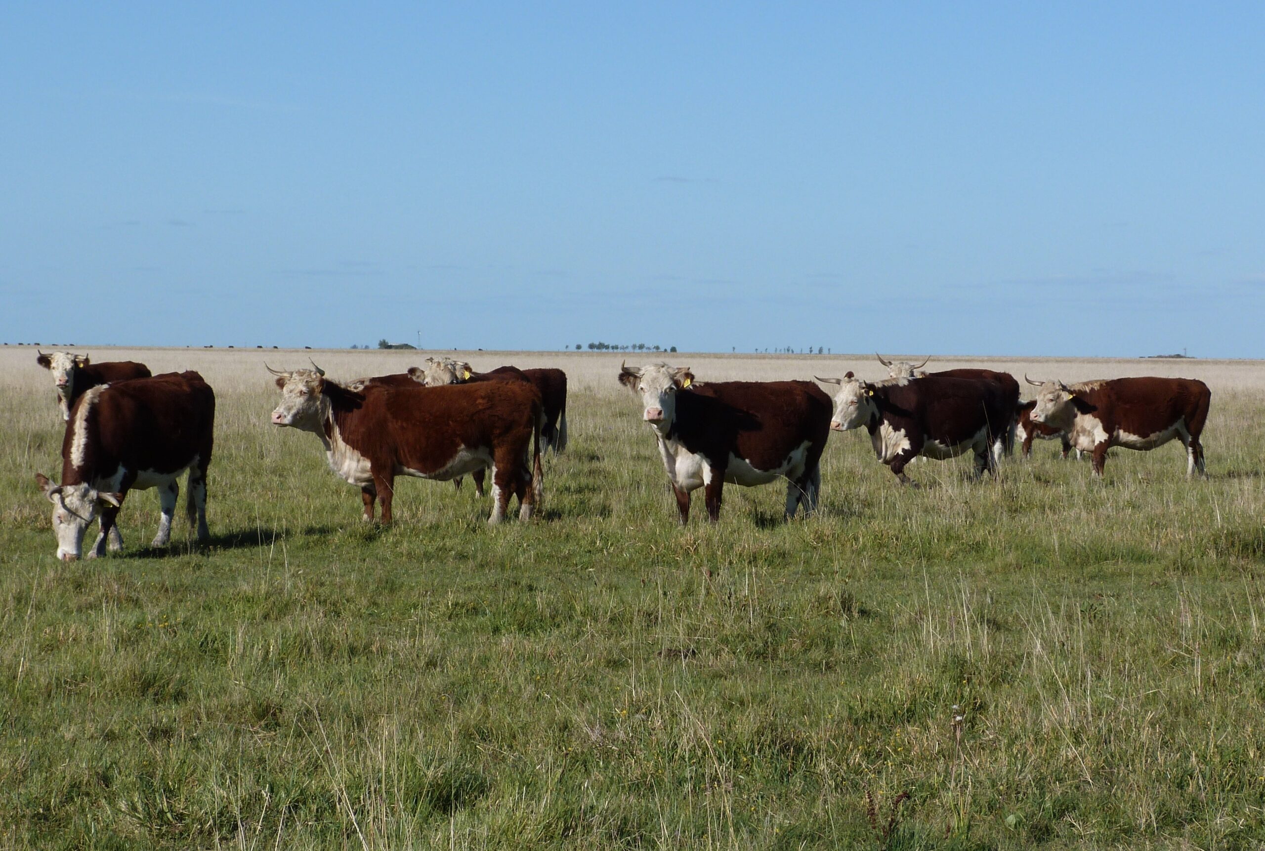 Los bovinos prefieren las pasturas fertilizadas?