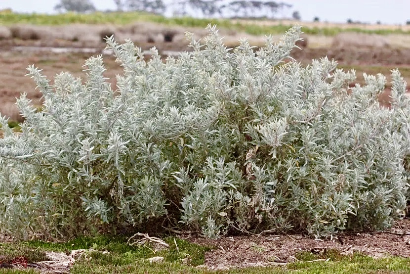 Atriplex: Una forrajera resistente para el oeste pampeano