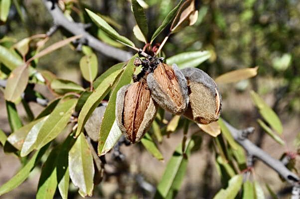 El almendro como oportunidad de inversión