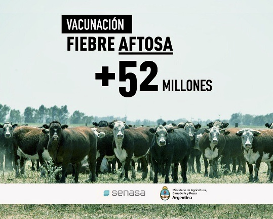 Aftosa: Tercera campaña de vacunación en pandemia