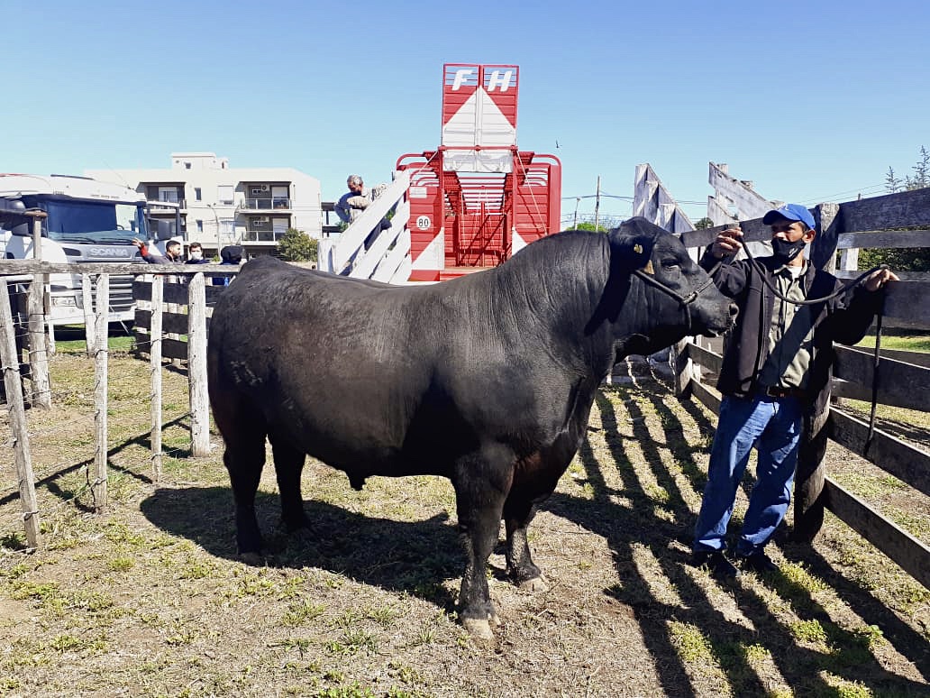 Buenos ejemplares en la Expo de Santa Rosa