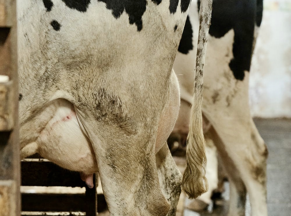 La Pampa con calidad y precio en el análisis lechero