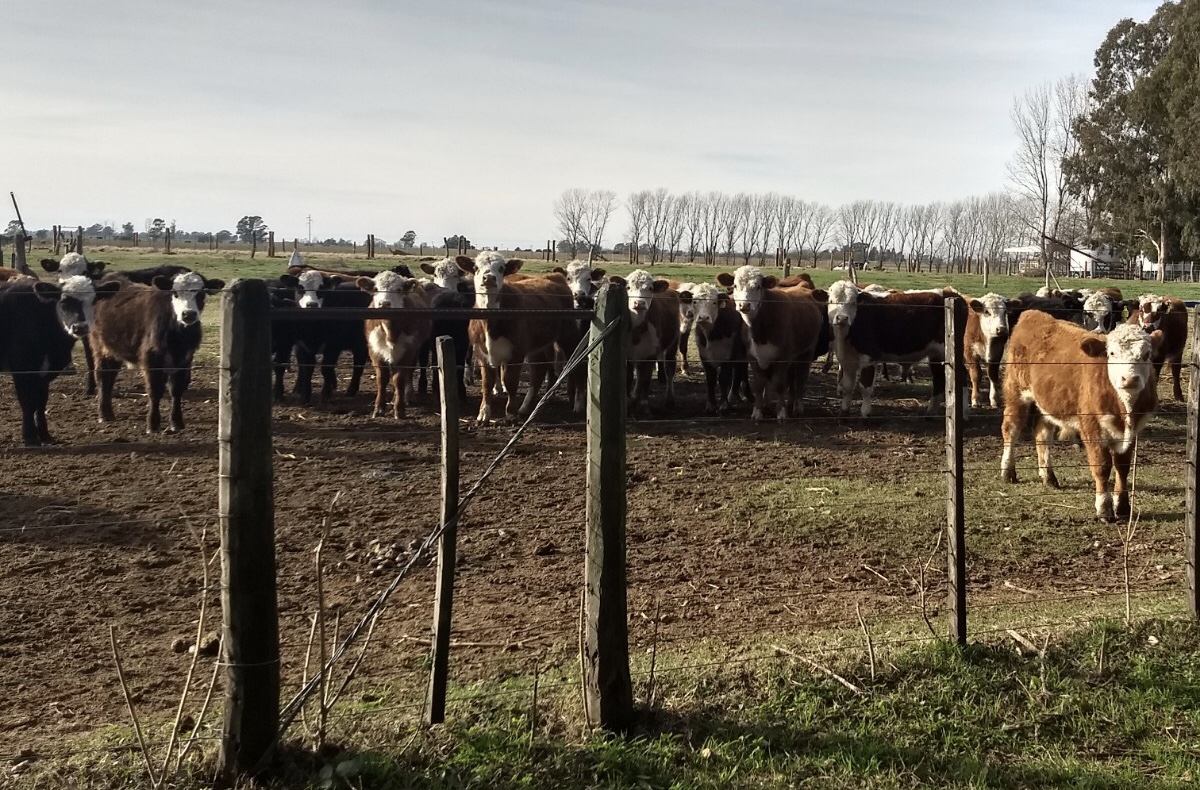 Alertar sobre carbunco y estar atentos es parte de la prevención