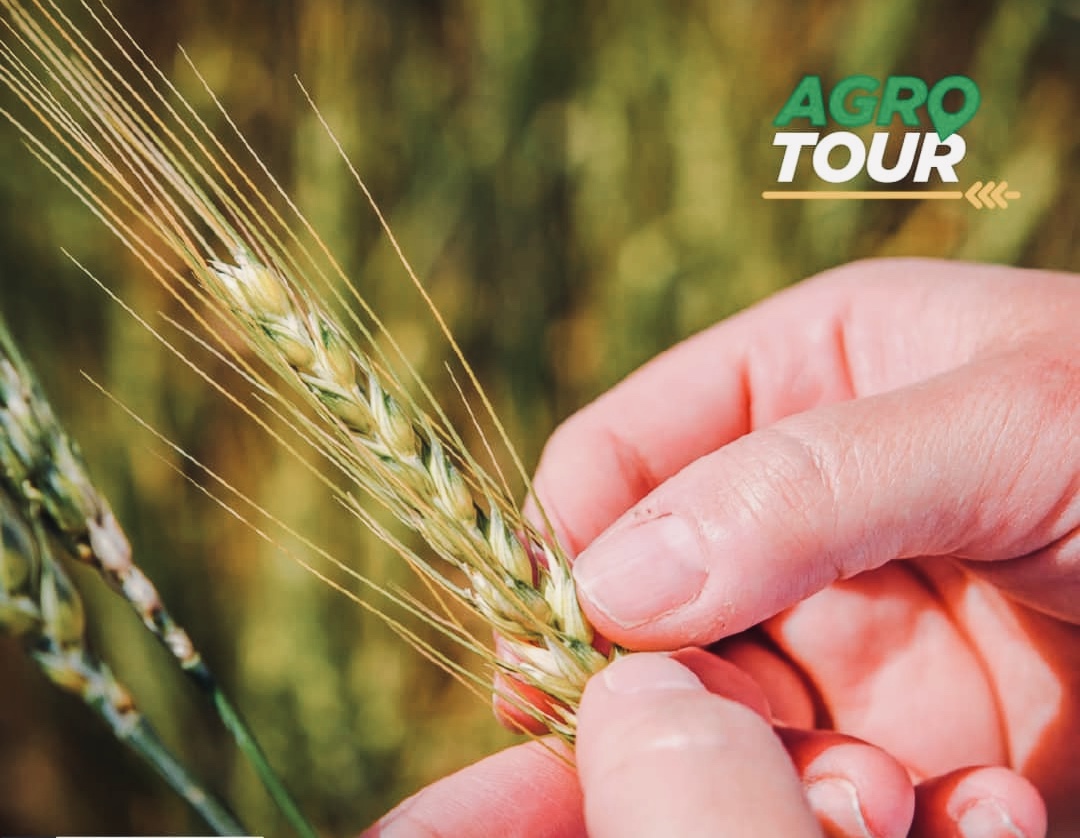 Agrotour: Rindes, calidad y todos los datos de la fina