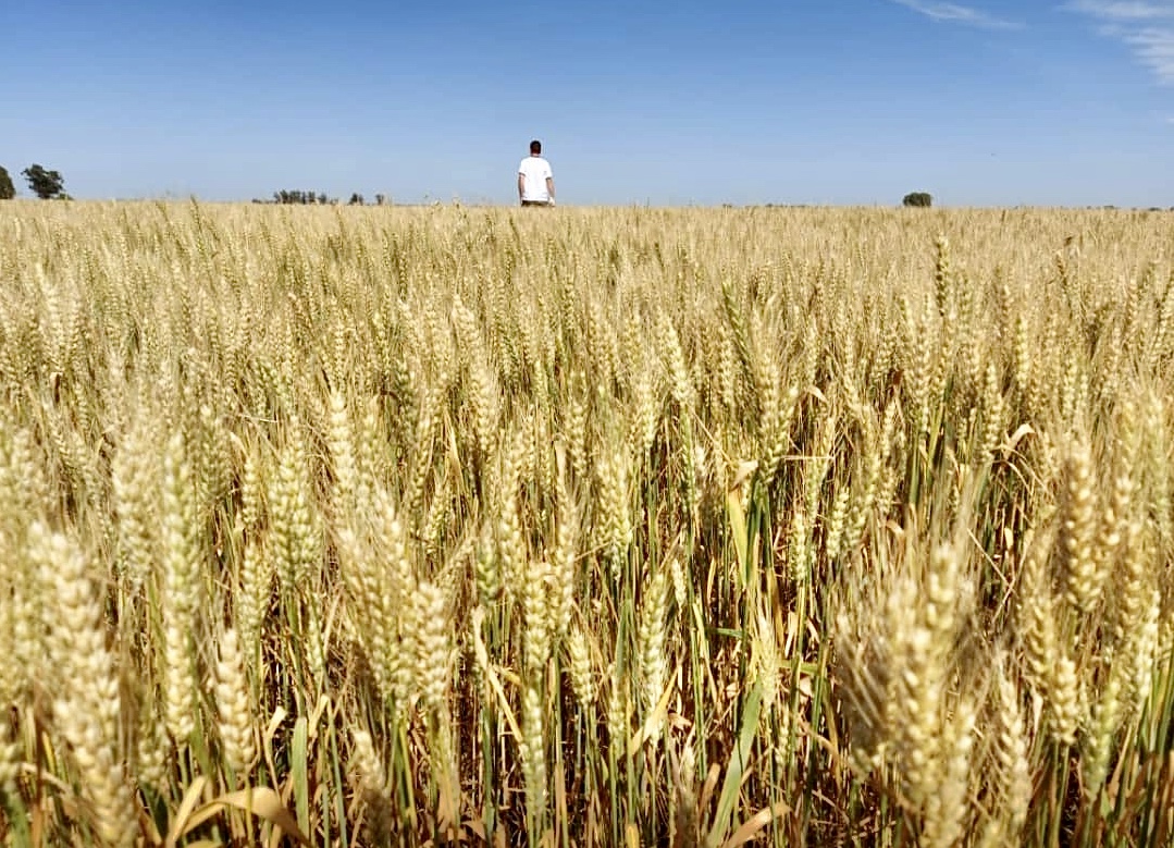 Agrotour: La variabilidad climática se reflejó en los cultivos