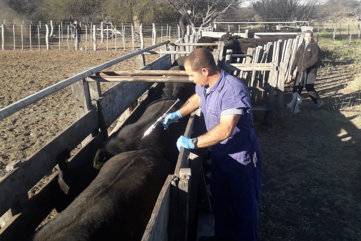 La FeVA plantea la necesidad de receta electrónica para el uso de antibióticos