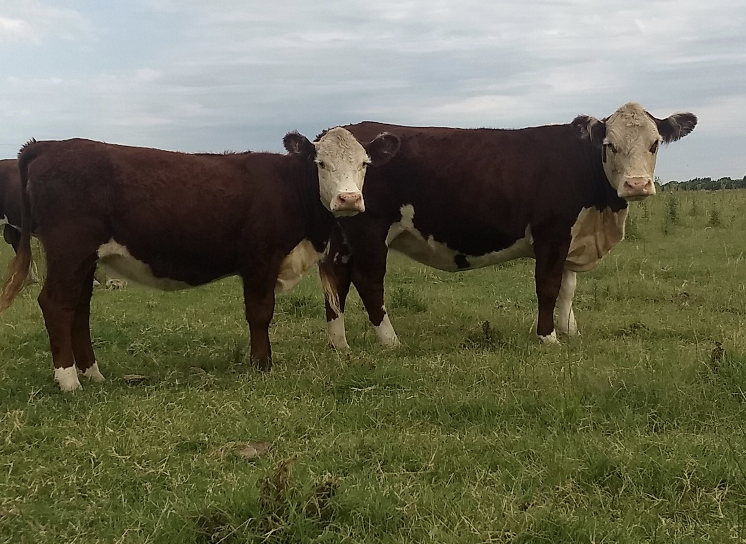 Análisis trimestral de los modelos ganaderos en La Pampa