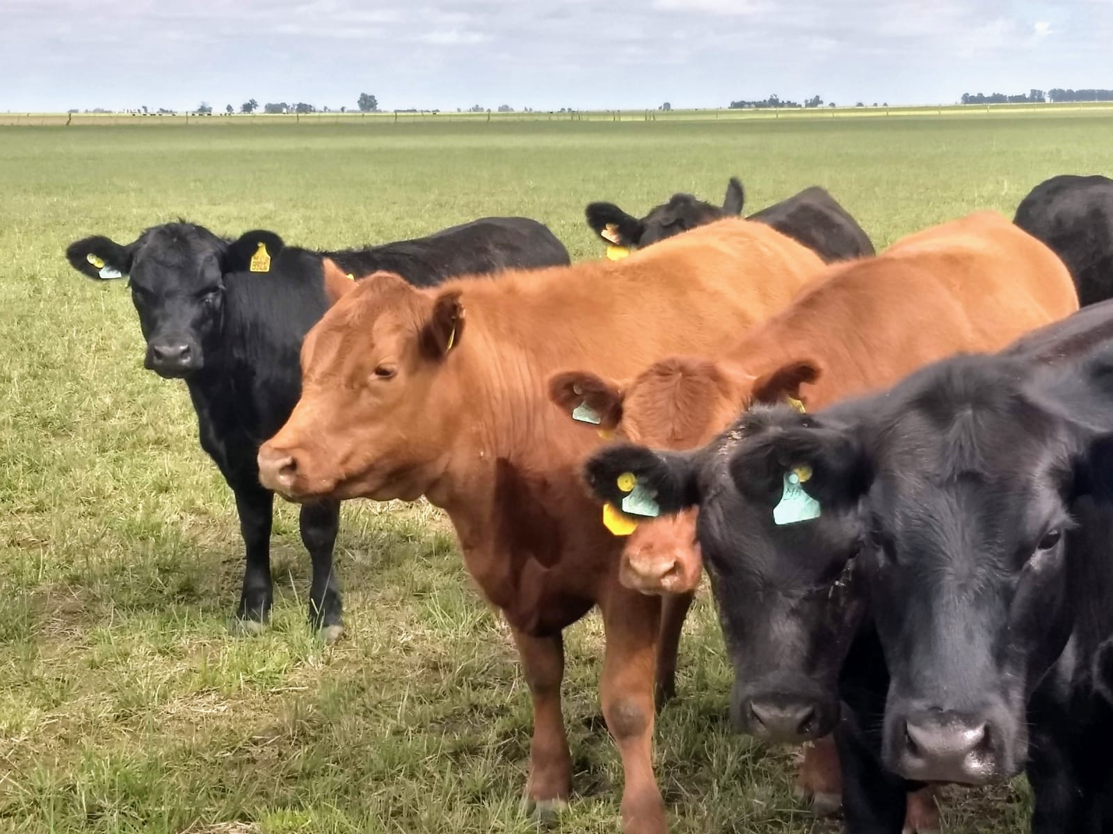 El colegio veterinario sigue alertando Carbunclo