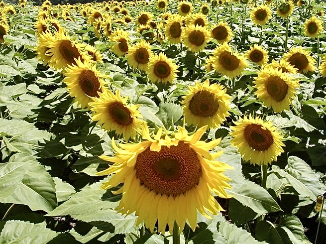 Rendimientos de girasol, una jornada pampeana