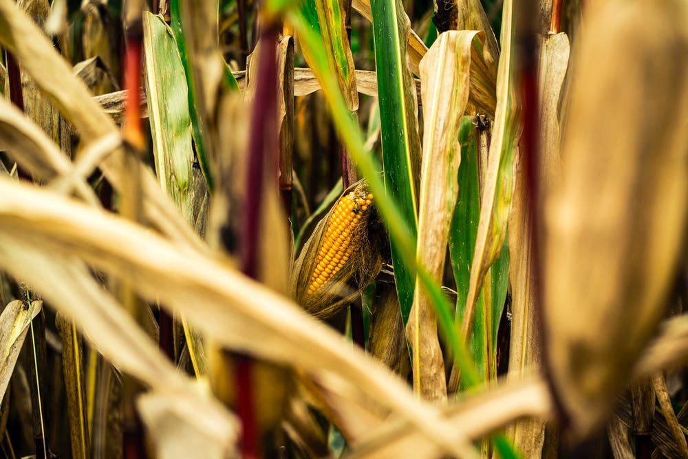 La producción de maíz recortada en 7 millones de toneladas