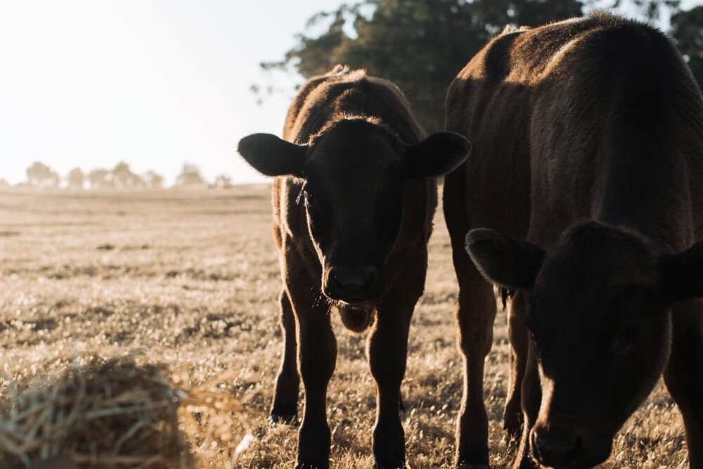 Curso para técnico inseminador en bovinos