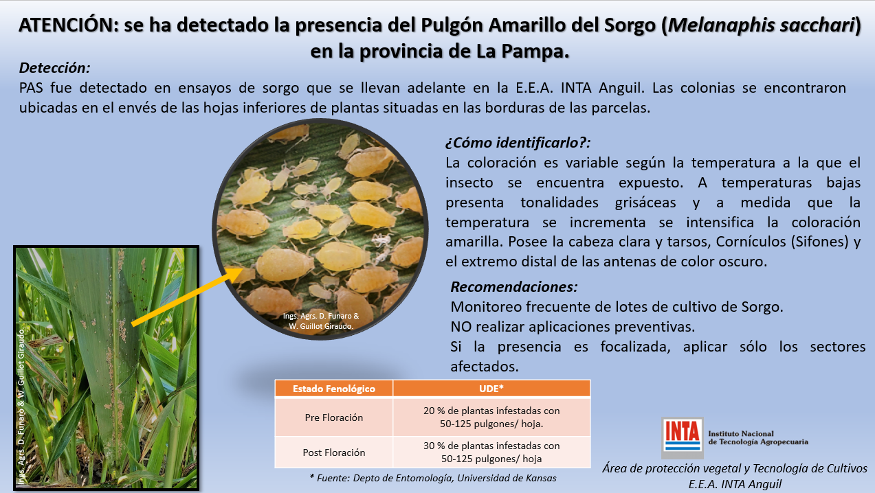 Alerta por pulgón en sorgo