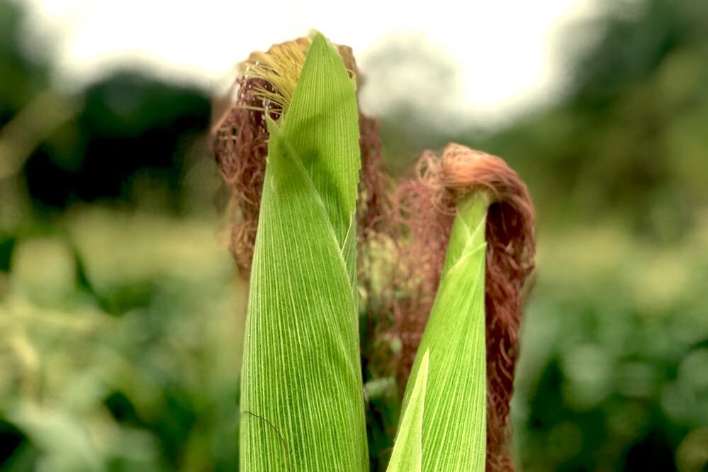 La humedad retrasa la cosecha en lotes de maíz