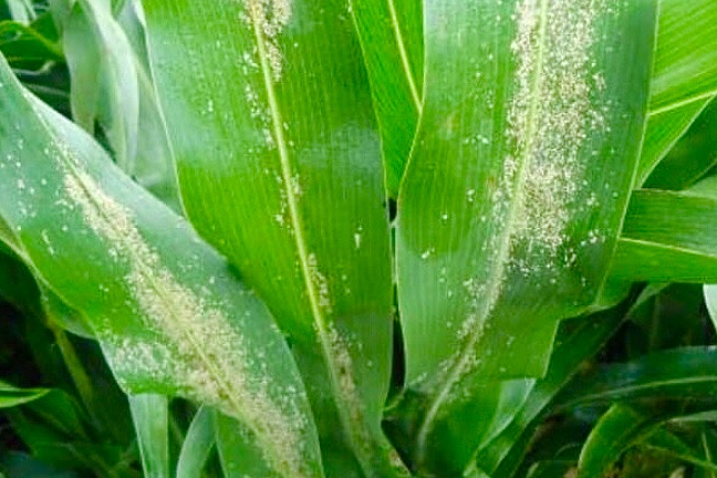 Emergencia fitosanitaria por el pulgón amarillo del sorgo 