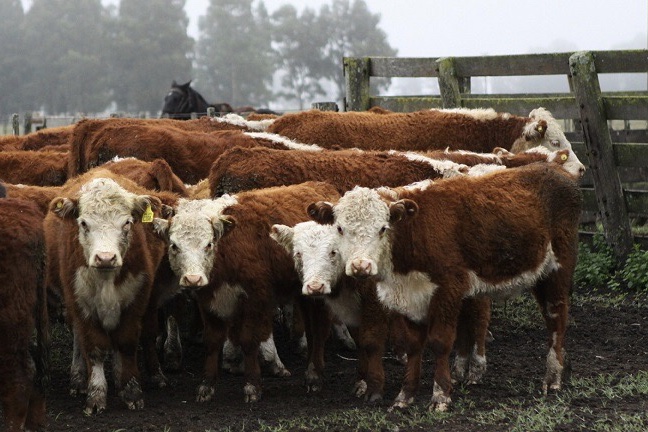 Estudio revela la diseminación de leucosis bovina en rodeos de carne