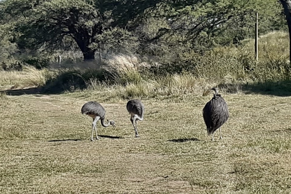 Criar, producir y cuidar la fauna silvestre