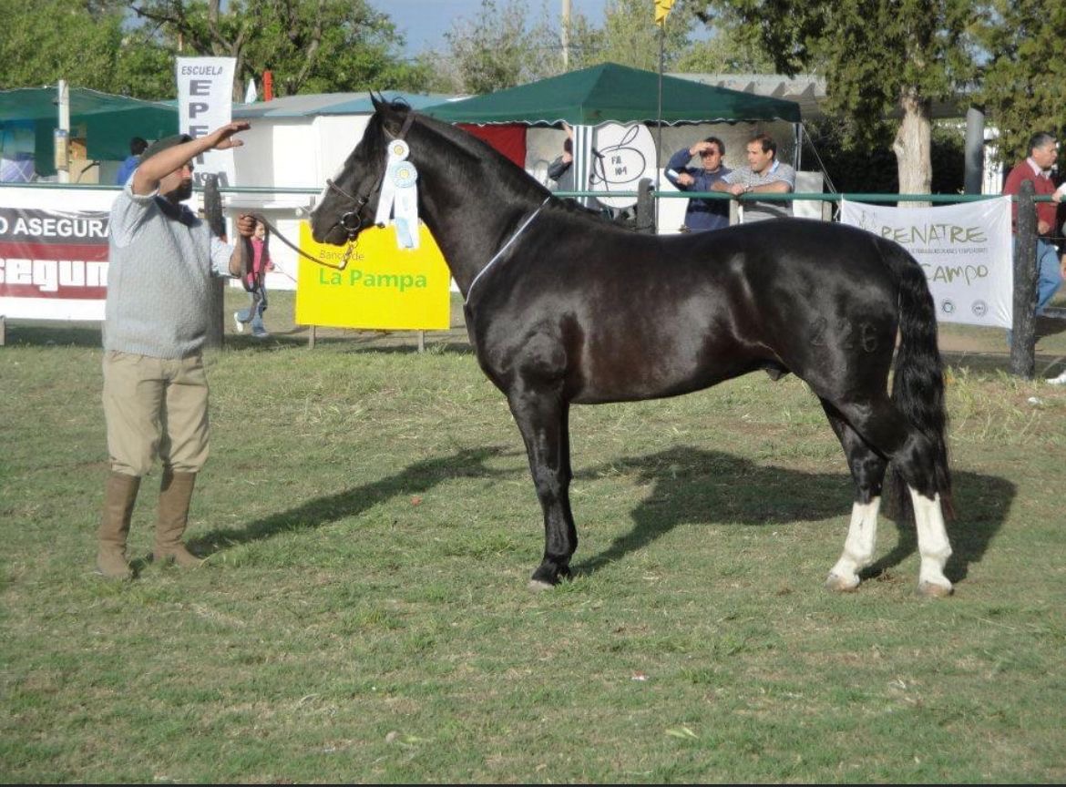 Se viene la Expo Criollos 2022