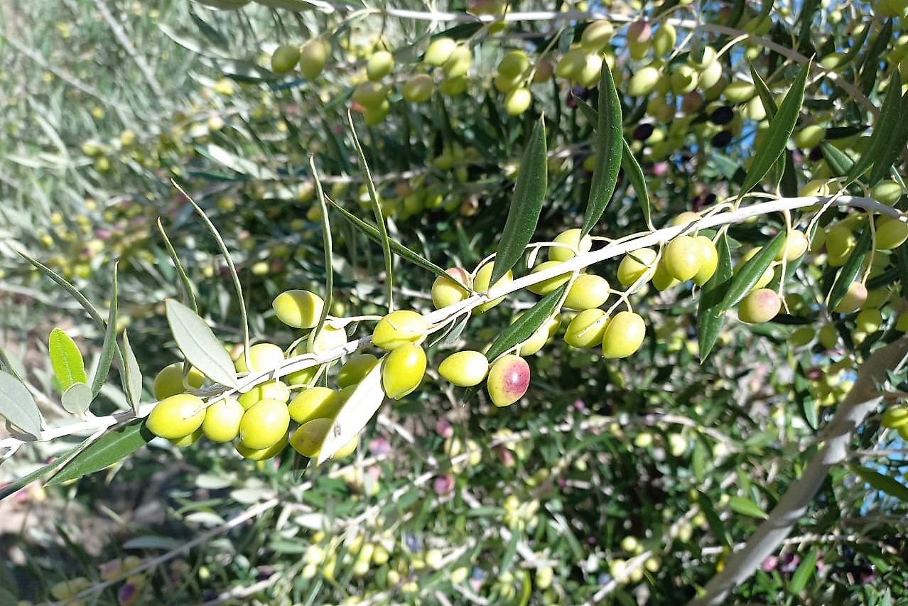 Anticipan cosecha récord de aceitunas en Casa de Piedra